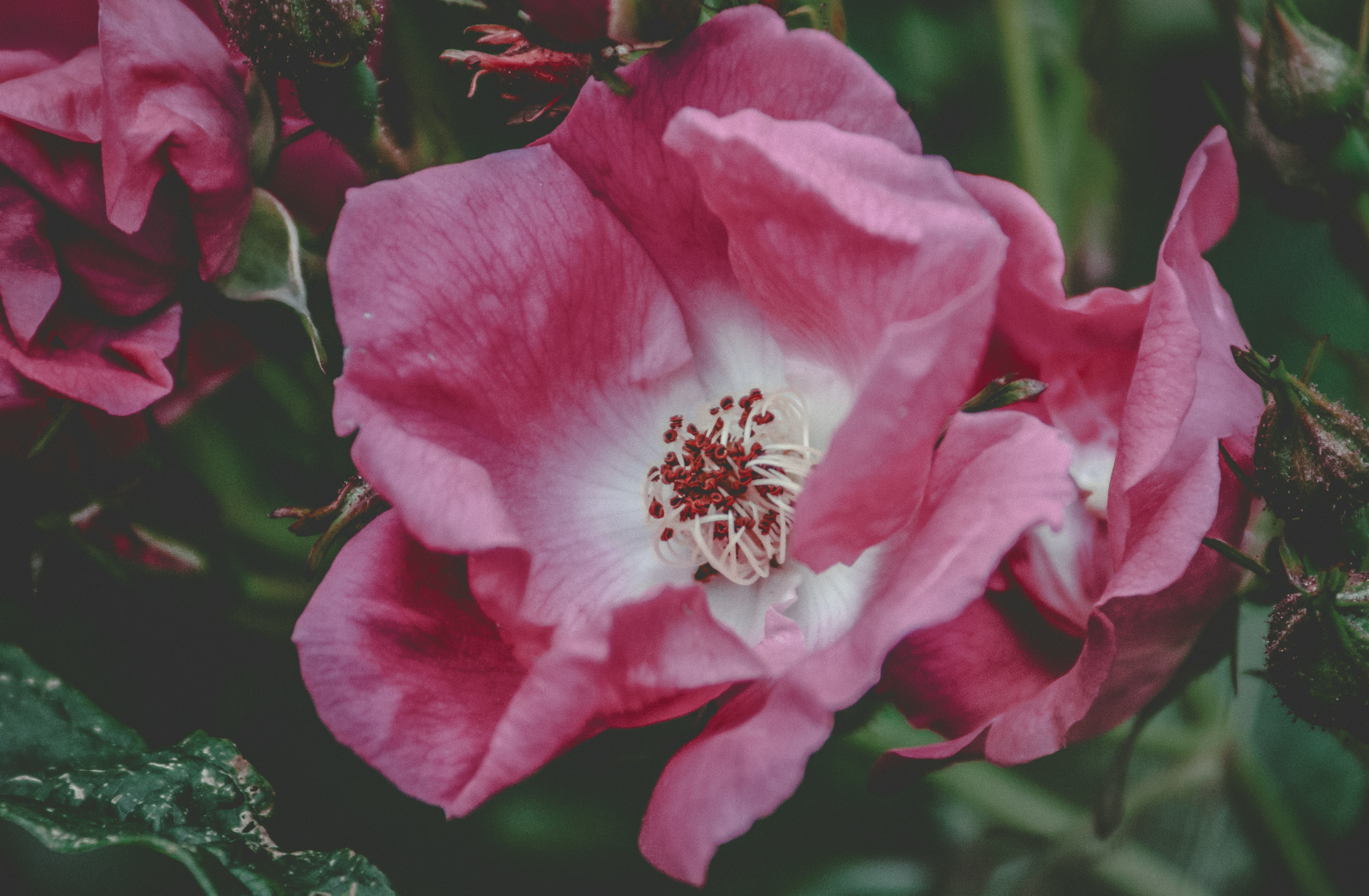 blooming pink flower